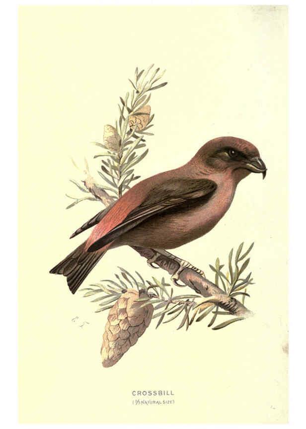 Reproducción/Reproduction 6032356583: Familiar wild birds. v.1. London ; New York :Cassell,1883