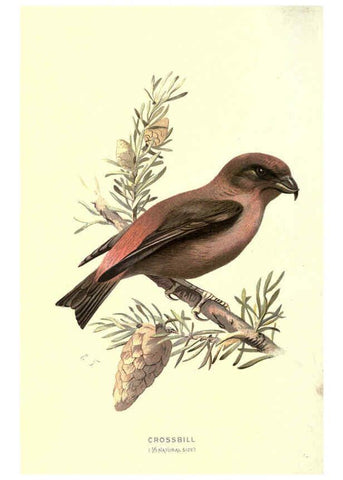 Reproducción/Reproduction 6032356583: Familiar wild birds. v.1. London ; New York :Cassell,1883