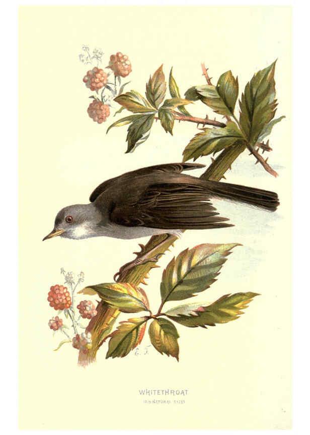 Reproducción/Reproduction 6032909798: Familiar wild birds. v.1. London ; New York :Cassell,1883