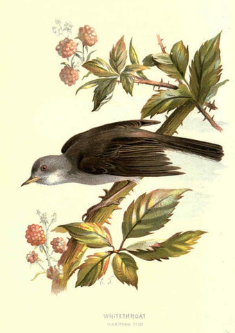 Reproducción/Reproduction 6032909798: Familiar wild birds. v.1. London ; New York :Cassell,1883