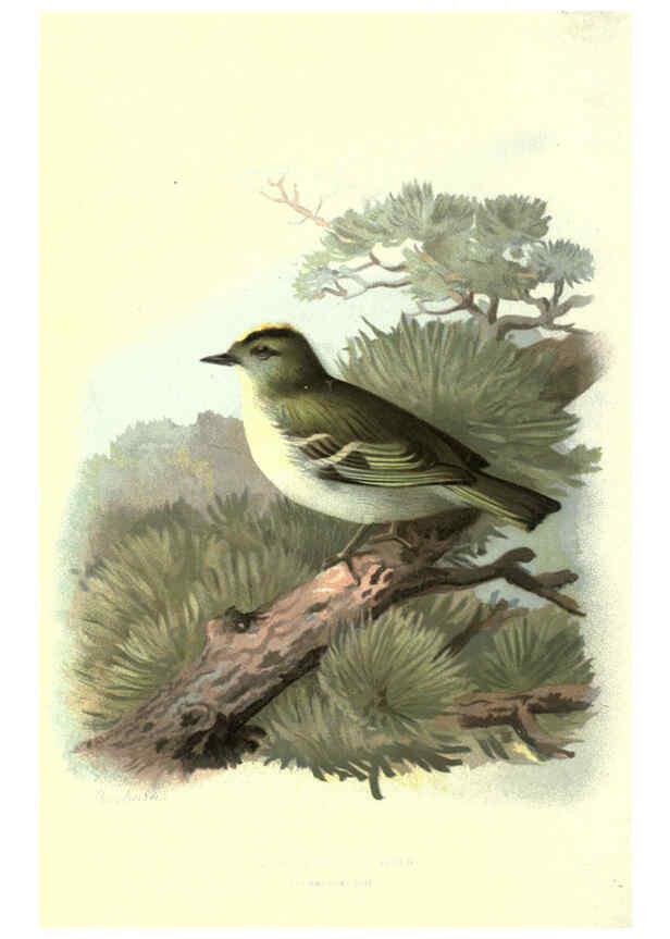 Reproducción/Reproduction 6032351195: Familiar wild birds. v.1. London ; New York :Cassell,1883