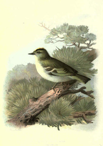 Reproducción/Reproduction 6032351195: Familiar wild birds. v.1. London ; New York :Cassell,1883