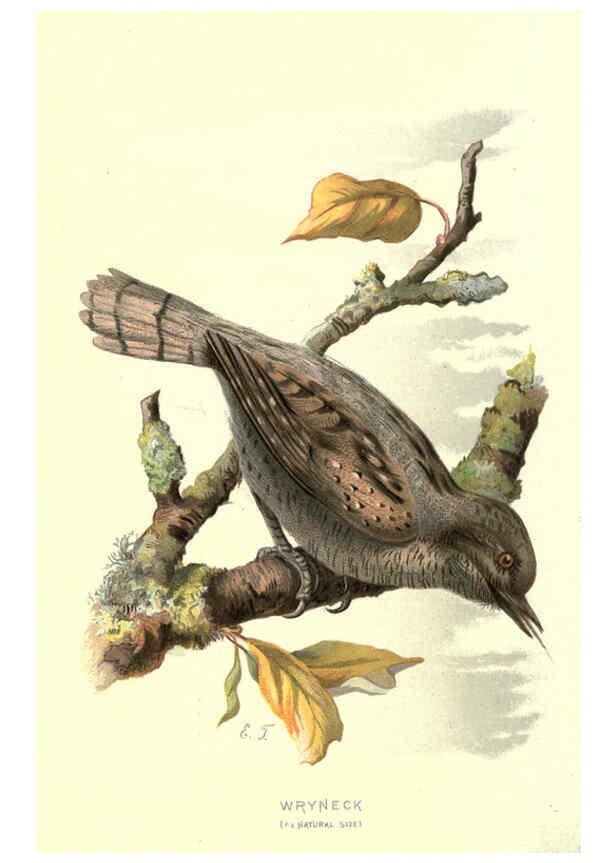Reproducción/Reproduction 6032909320: Familiar wild birds. v.1. London ; New York :Cassell,1883