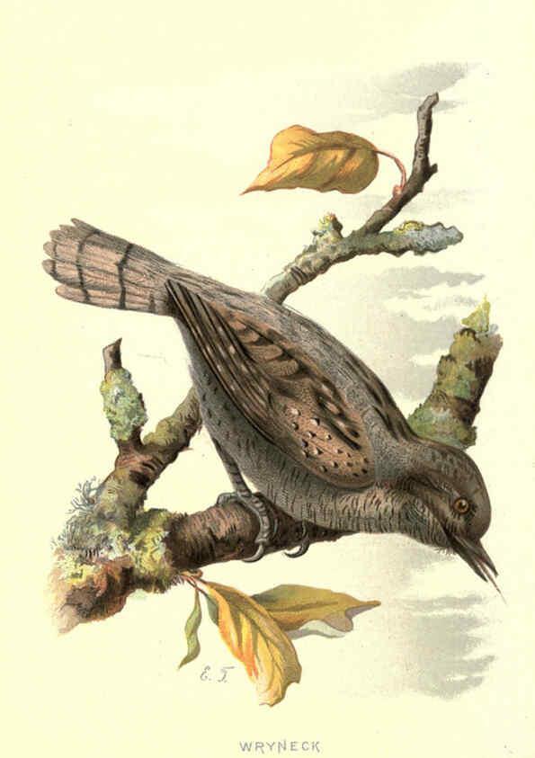 Reproducción/Reproduction 6032909320: Familiar wild birds. v.1. London ; New York :Cassell,1883