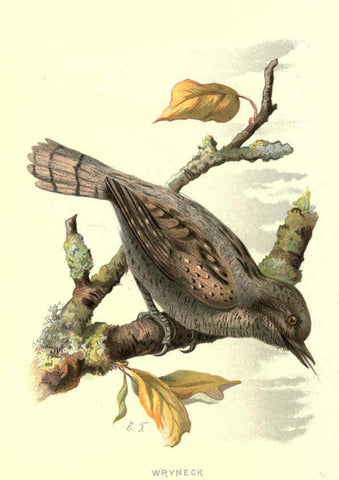 Reproducción/Reproduction 6032909320: Familiar wild birds. v.1. London ; New York :Cassell,1883