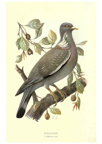 Reproducción/Reproduction 6032350633: Familiar wild birds. v.1. London ; New York :Cassell,1883