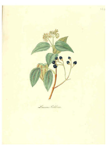 Reproducción/Reproduction 6032012993: Flora medica, oder, Abbildung der wichtigsten officinellen Pflanzen Jena,August Schmid,1831 [i.e. 1829-1831] 