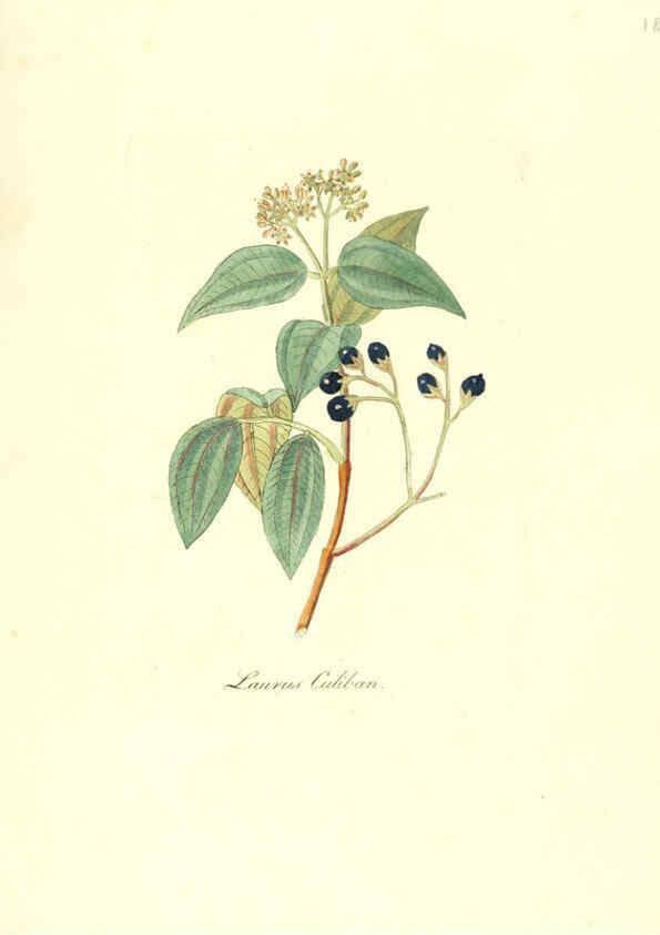 Reproducción/Reproduction 6032012993: Flora medica, oder, Abbildung der wichtigsten officinellen Pflanzen Jena,August Schmid,1831 [i.e. 1829-1831] 