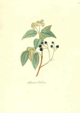 Reproducción/Reproduction 6032012993: Flora medica, oder, Abbildung der wichtigsten officinellen Pflanzen Jena,August Schmid,1831 [i.e. 1829-1831] 