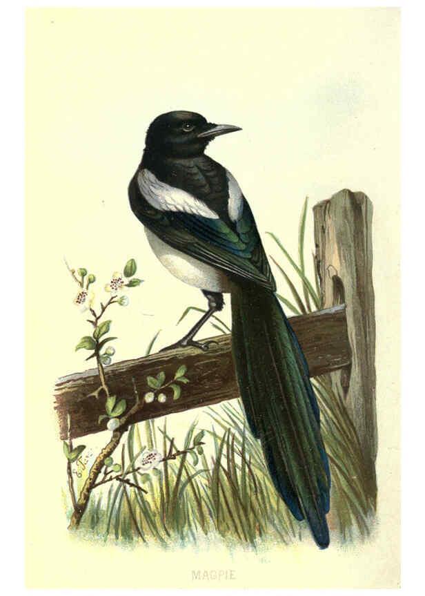Reproducción/Reproduction 6032903852: Familiar wild birds. v.1. London ; New York :Cassell,1883