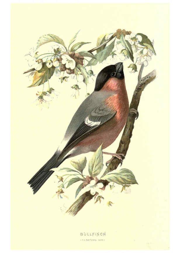 Reproducción/Reproduction 6032345941: Familiar wild birds. v.1. London ; New York :Cassell,1883