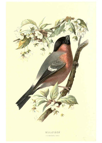 Reproducción/Reproduction 6032345941: Familiar wild birds. v.1. London ; New York :Cassell,1883