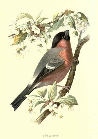 Reproducción/Reproduction 6032345941: Familiar wild birds. v.1. London ; New York :Cassell,1883