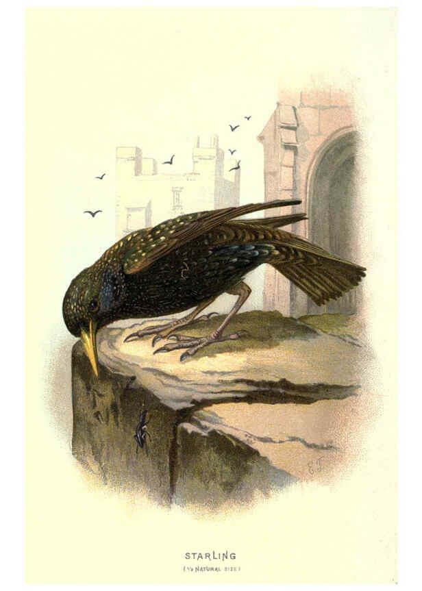 Reproducción/Reproduction 6032346333: Familiar wild birds. v.1. London ; New York :Cassell,1883