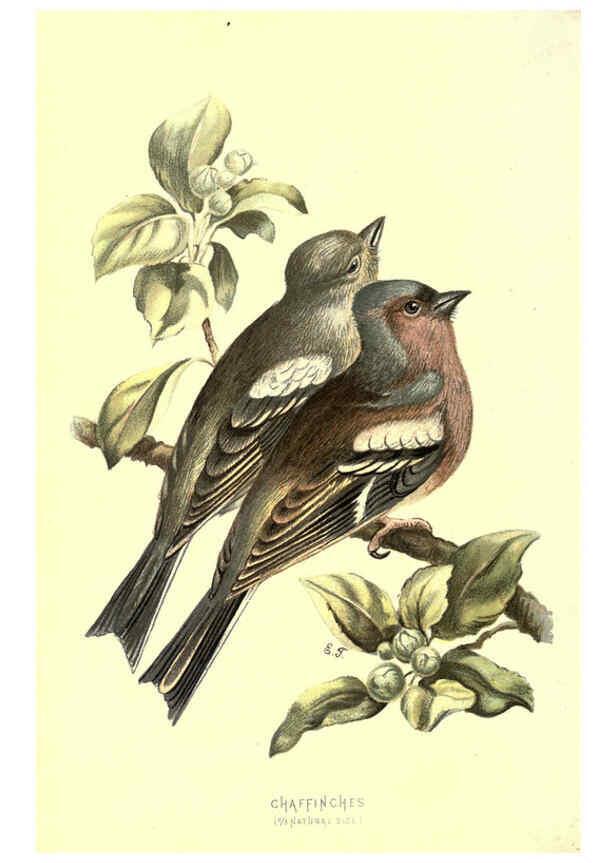 Reproducción/Reproduction 6032904906: Familiar wild birds. v.1. London ; New York :Cassell,1883