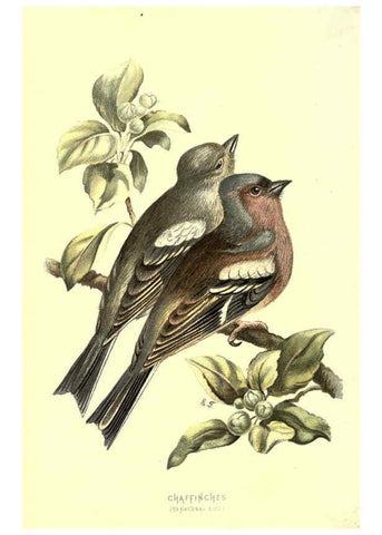 Reproducción/Reproduction 6032904906: Familiar wild birds. v.1. London ; New York :Cassell,1883