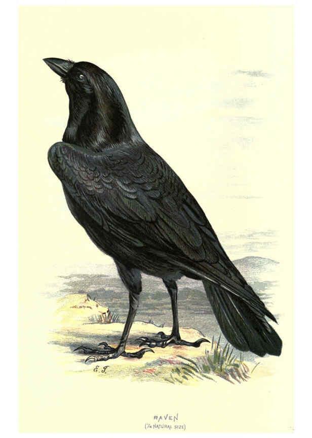Reproducción/Reproduction 6032346911: Familiar wild birds. v.1. London ; New York :Cassell,1883