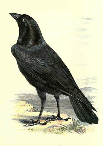 Reproducción/Reproduction 6032346911: Familiar wild birds. v.1. London ; New York :Cassell,1883
