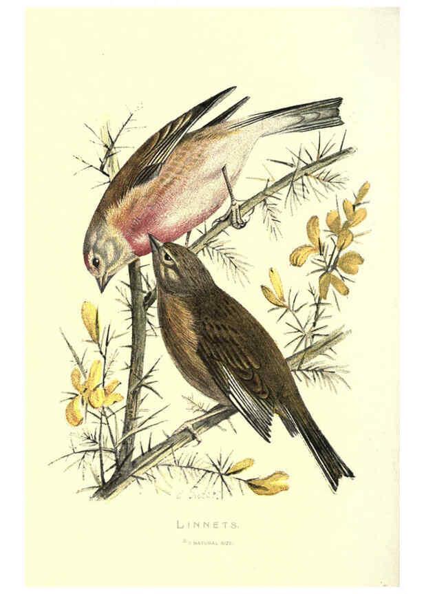 Reproducción/Reproduction 6032347279: Familiar wild birds. v.1. London ; New York :Cassell,1883