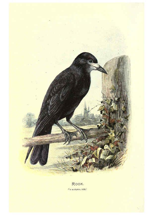 Reproducción/Reproduction 6032347875: Familiar wild birds. v.1. London ; New York :Cassell,1883