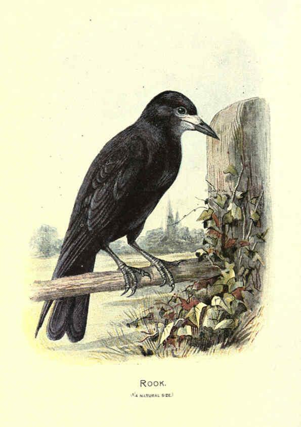Reproducción/Reproduction 6032347875: Familiar wild birds. v.1. London ; New York :Cassell,1883