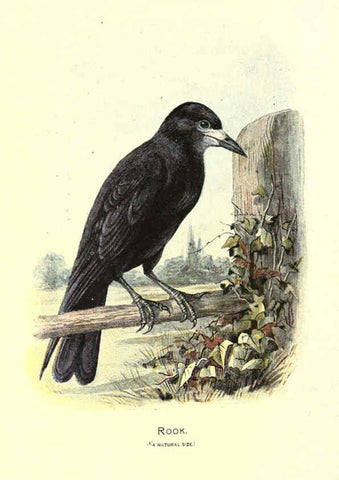 Reproducción/Reproduction 6032347875: Familiar wild birds. v.1. London ; New York :Cassell,1883