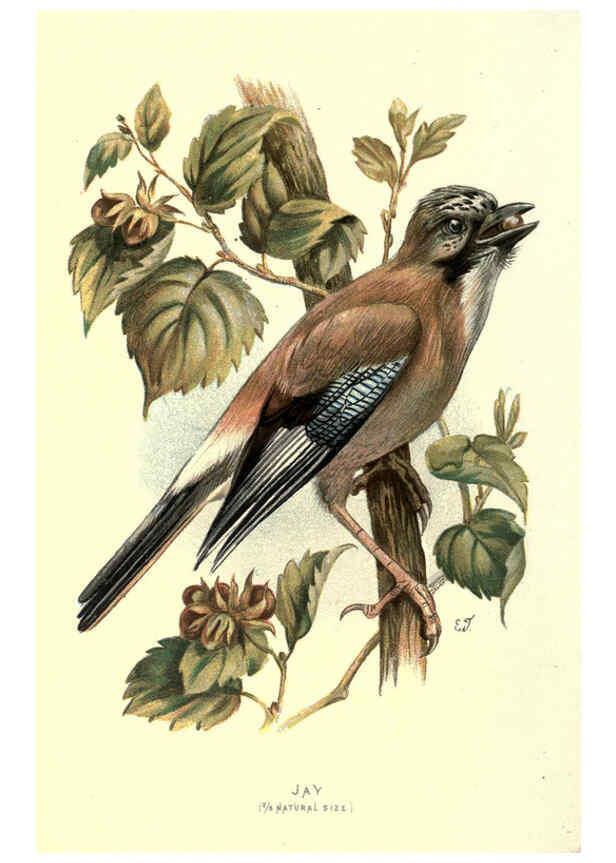 Reproducción/Reproduction 6032348459: Familiar wild birds. v.1. London ; New York :Cassell,1883