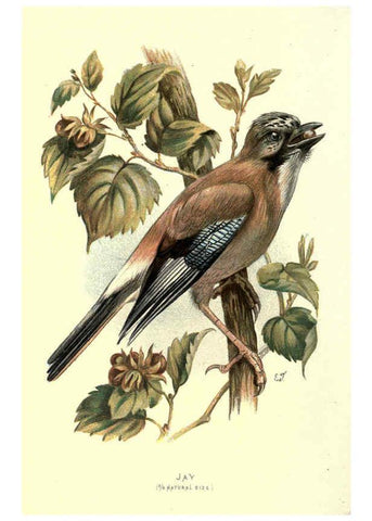 Reproducción/Reproduction 6032348459: Familiar wild birds. v.1. London ; New York :Cassell,1883