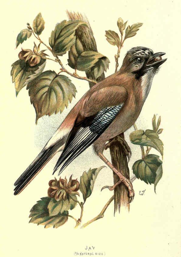 Reproducción/Reproduction 6032348459: Familiar wild birds. v.1. London ; New York :Cassell,1883