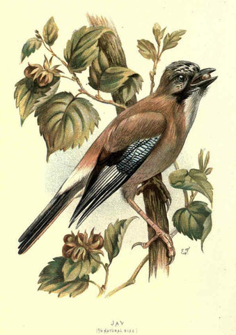 Reproducción/Reproduction 6032348459: Familiar wild birds. v.1. London ; New York :Cassell,1883