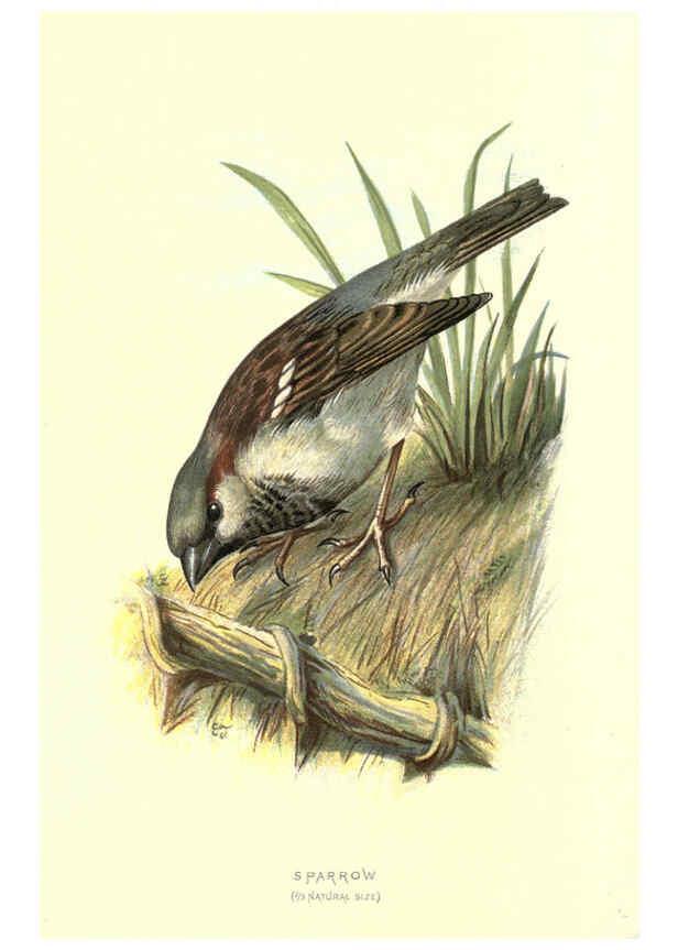 Reproducción/Reproduction 6032349079: Familiar wild birds. v.1. London ; New York :Cassell,1883
