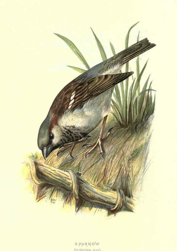 Reproducción/Reproduction 6032349079: Familiar wild birds. v.1. London ; New York :Cassell,1883