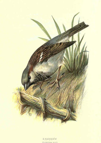 Reproducción/Reproduction 6032349079: Familiar wild birds. v.1. London ; New York :Cassell,1883