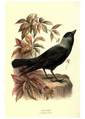 Reproducción/Reproduction 6032907528: Familiar wild birds. v.1. London ; New York :Cassell,1883