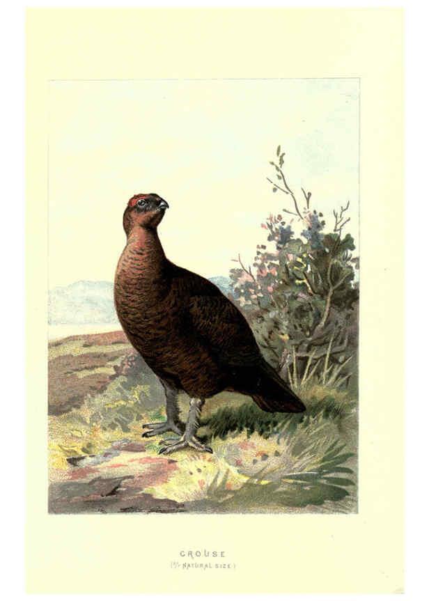 Reproducción/Reproduction 6032349597: Familiar wild birds. v.1. London ; New York :Cassell,1883