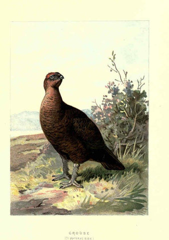 Reproducción/Reproduction 6032349597: Familiar wild birds. v.1. London ; New York :Cassell,1883