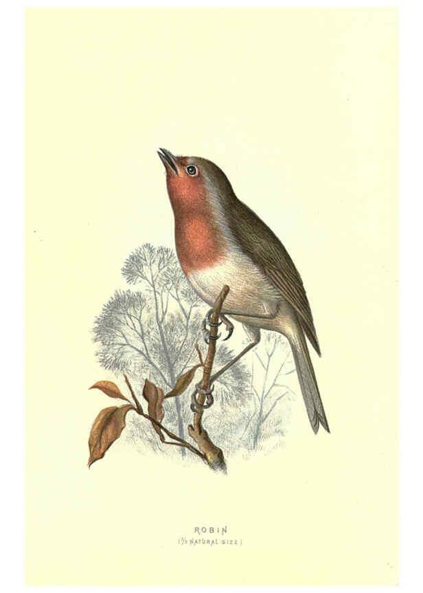 Reproducción/Reproduction 6032908456: Familiar wild birds. v.1. London ; New York :Cassell,1883