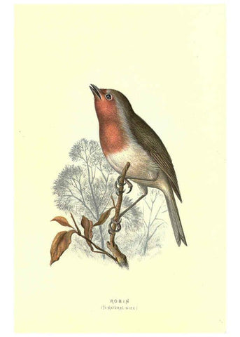 Reproducción/Reproduction 6032908456: Familiar wild birds. v.1. London ; New York :Cassell,1883