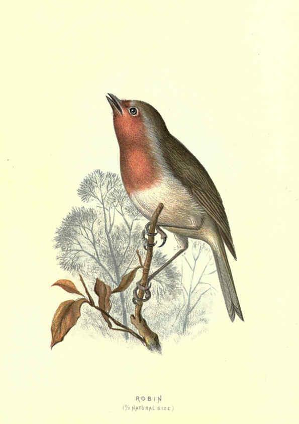Reproducción/Reproduction 6032908456: Familiar wild birds. v.1. London ; New York :Cassell,1883