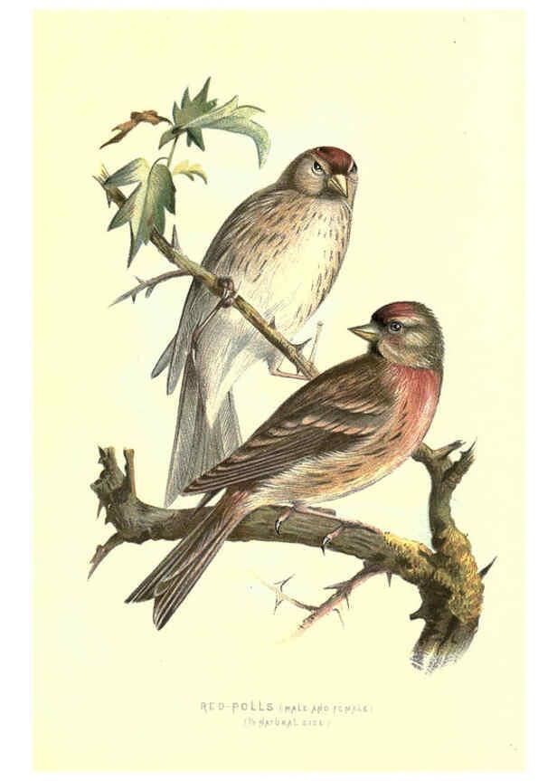 Reproducción/Reproduction 6032350415: Familiar wild birds. v.1. London ; New York :Cassell,1883