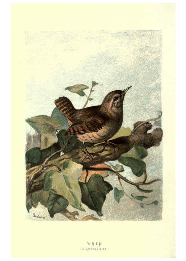 Reproducción/Reproduction 6032906478: Familiar wild birds. v.1. London ; New York :Cassell,1883