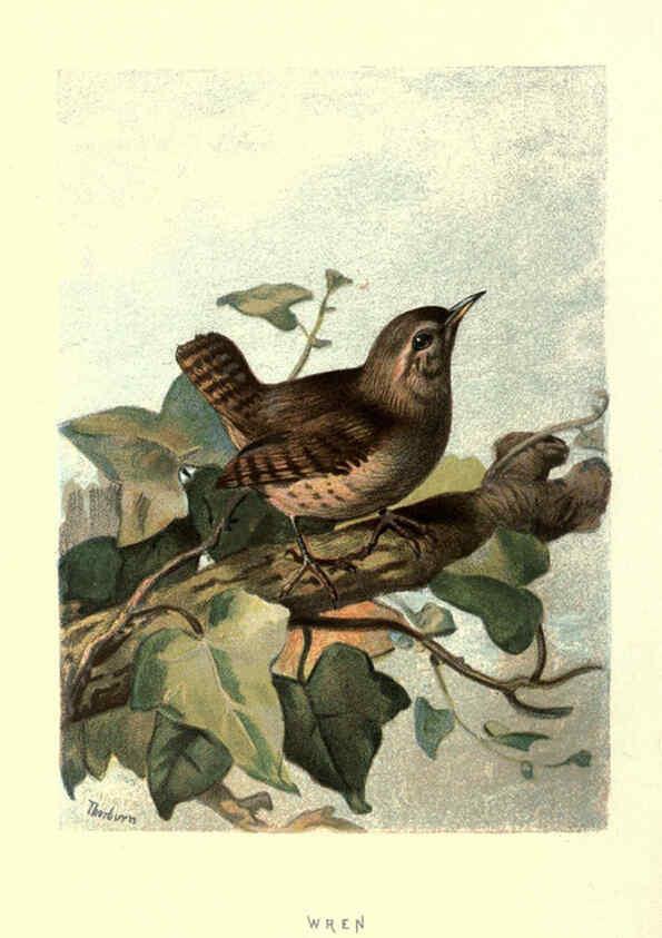 Reproducción/Reproduction 6032906478: Familiar wild birds. v.1. London ; New York :Cassell,1883
