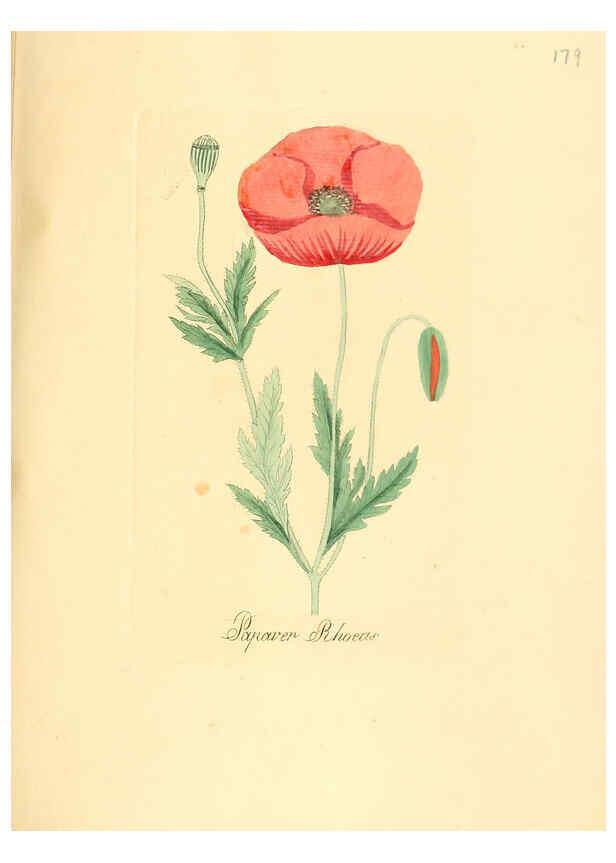 Reproducción/Reproduction 6032571474: Flora medica, oder, Abbildung der wichtigsten officinellen Pflanzen Jena,August Schmid,1831 [i.e. 1829-1831] 
