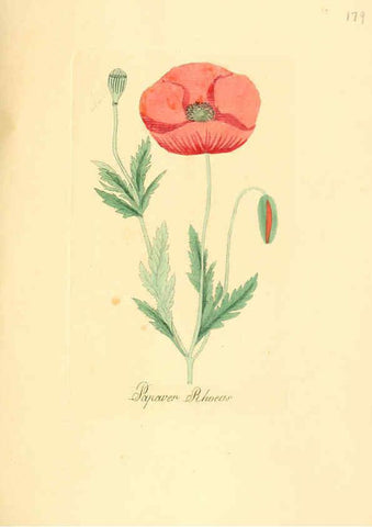 Reproducción/Reproduction 6032571474: Flora medica, oder, Abbildung der wichtigsten officinellen Pflanzen Jena,August Schmid,1831 [i.e. 1829-1831] 