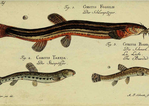 Reproducción/Reproduction 6032440809: D. Marcus Elieser Bloch's, ausübenden Arztes zu Berlin. Atlas. Berlin :Auf Kosten des Verfassers, und in Commission in der Buchhandlung der Realschule,1783-1785