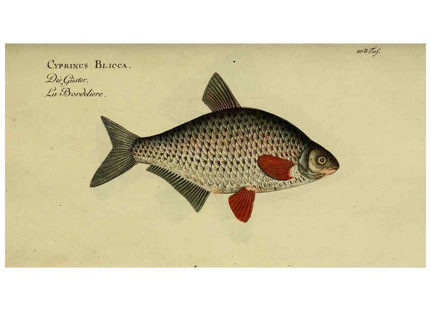 Reproducción/Reproduction 6032992548: D. Marcus Elieser Bloch's, ausübenden Arztes zu Berlin. Atlas. Berlin :Auf Kosten des Verfassers, und in Commission in der Buchhandlung der Realschule,1783-1785
