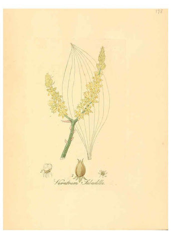Reproducción/Reproduction 6032571216: Flora medica, oder, Abbildung der wichtigsten officinellen Pflanzen Jena,August Schmid,1831 [i.e. 1829-1831] 