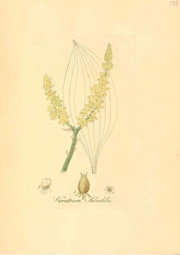 Reproducción/Reproduction 6032571216: Flora medica, oder, Abbildung der wichtigsten officinellen Pflanzen Jena,August Schmid,1831 [i.e. 1829-1831] 