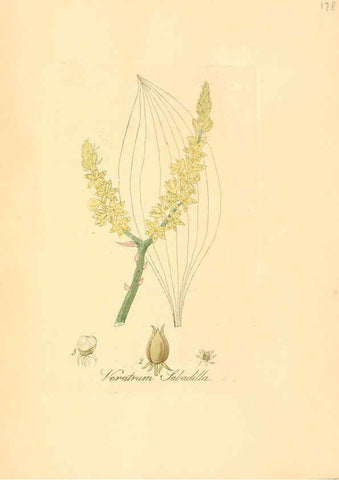Reproducción/Reproduction 6032571216: Flora medica, oder, Abbildung der wichtigsten officinellen Pflanzen Jena,August Schmid,1831 [i.e. 1829-1831] 