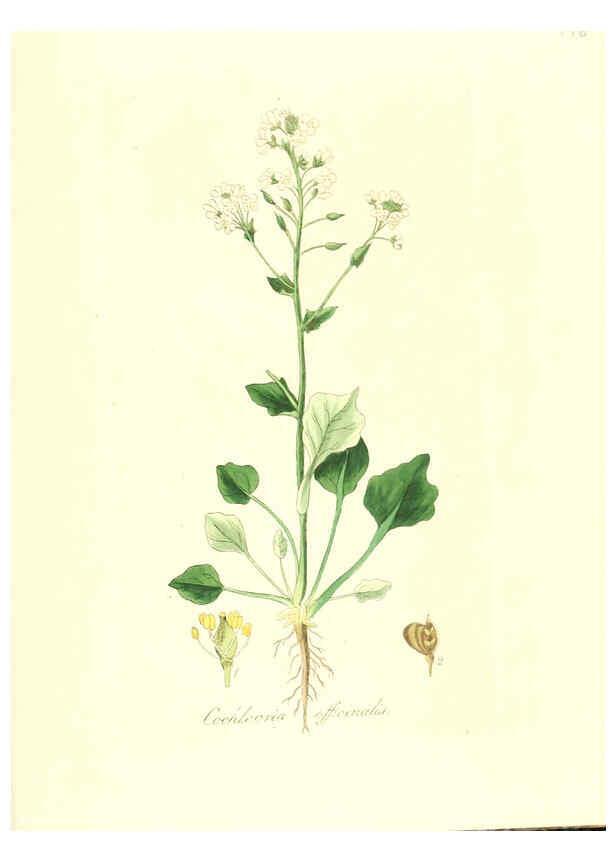 Reproducción/Reproduction 6032570514: Flora medica, oder, Abbildung der wichtigsten officinellen Pflanzen Jena,August Schmid,1831 [i.e. 1829-1831] 
